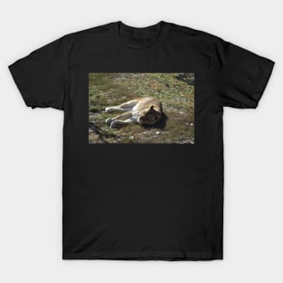 Lioness T-Shirt